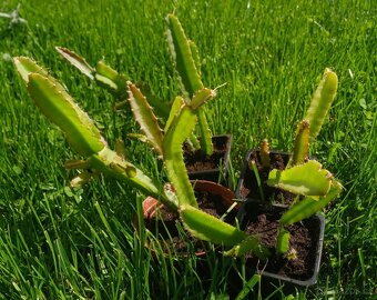 dračí ovoce (Hylocereus undatus), Pitahaya - 3