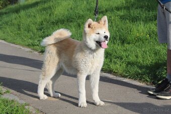 Akita s PP - 3