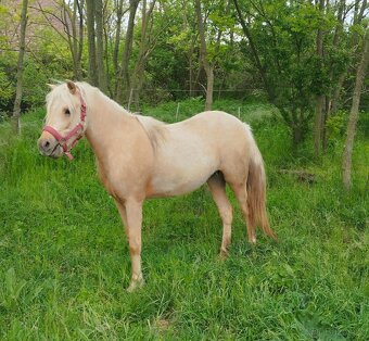 Pony klisna 2r. - 3
