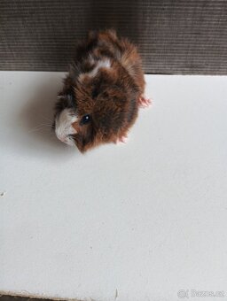 Prodám dva kluky 🐹 - 3