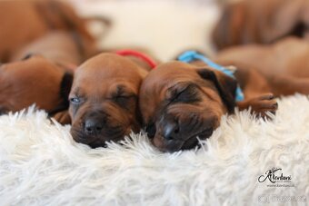 Rhodesian Ridgeback - 3