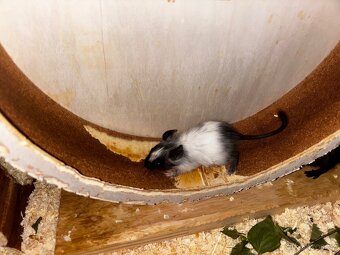 Daruji osmáka degu do dobrých rukou - 3
