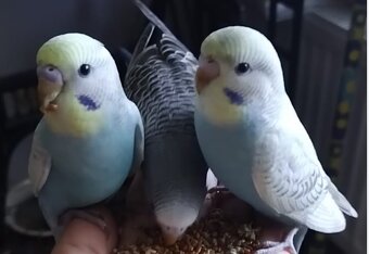 Andulka mláďata ručně dokrmená krotká - 3