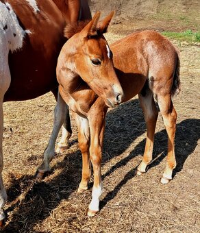 Paint horse Red roan - 3