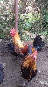 Kohouti na prodej - 3