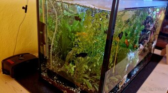 Prodám akvárium - 3