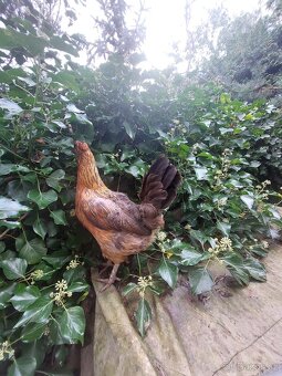 SLEPICE chocholatý - 3