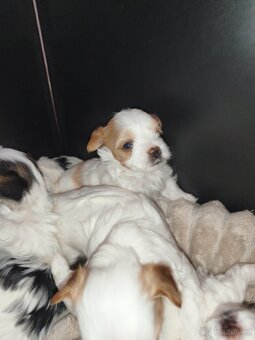 Jorkšírský teriér golddust s PP - 3