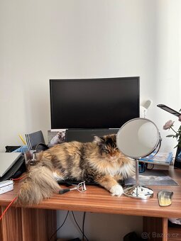 Starší plachá mainská mývalí kočka hledá klidný domov - 3