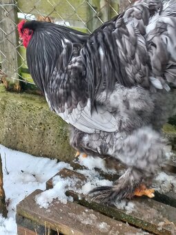 Prodám kohouty Brahmanky Velké - 3