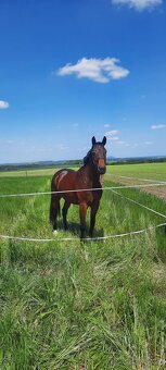 Ustájení koní - 3