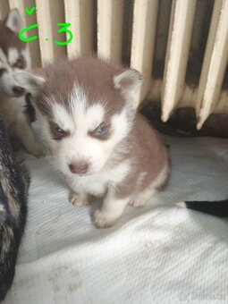 Sibiřský husky - 3