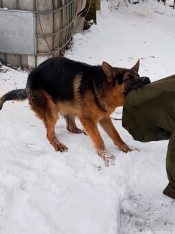 Německý ovčák - 3