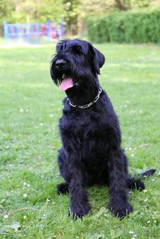 Knírač velký černý - štěňátka s PP - 3