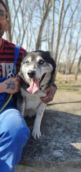Husky Nomádka k adopci - 3