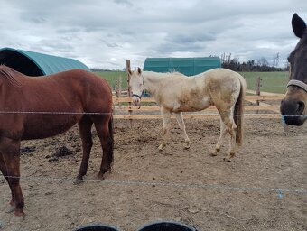 Quarter horse - 3