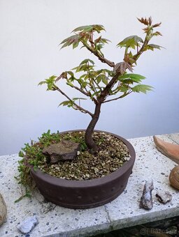 Javor mléč (Acer platanoides) bonsai - 3