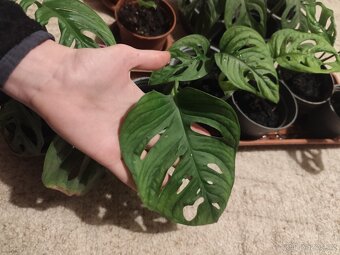 Monstera adansonii - 3