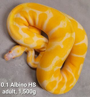 Krajta královská subadult a adult - 3