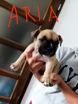 American Bully Pocket s PP – špičkový vrh po importovaném ot - 3