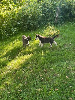 Husky štěne fenka. - 3