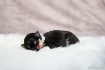 Kolie dlouhosrstá s PP - 3