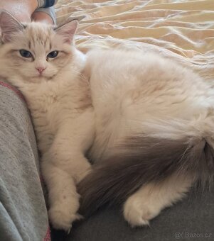 Kočička  ragdoll s PP - 3
