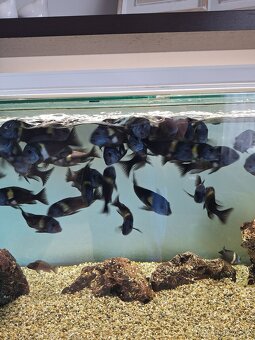 Tropheus Duboisi Maswa - 3