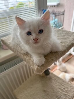 Ragdoll kocourek - 3