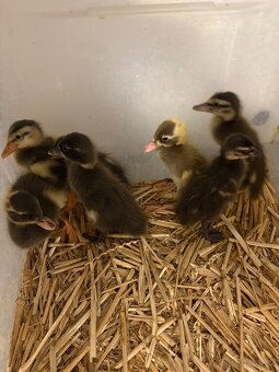 Indický běžec - 3