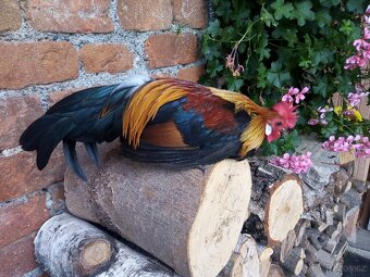 Holandstá zakrslá - 3