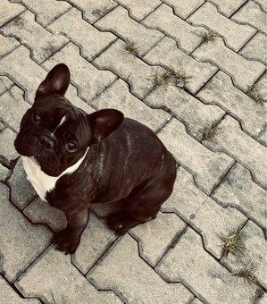 Francouzský buldoček - 3