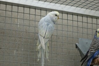 prodám mladé andulky - 3