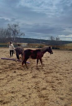 Loňský pony hřebeček - 3