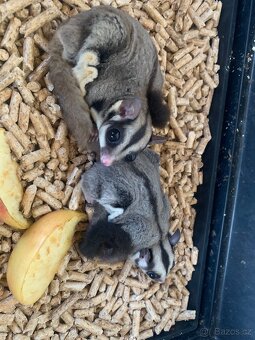 Vakoveverka létavá - 3