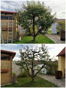 Odborný ořez stromů - 3