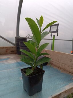 Prunus NOVITA VAVRIN 20 CM - 3