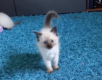 Ragdoll koťata - 3
