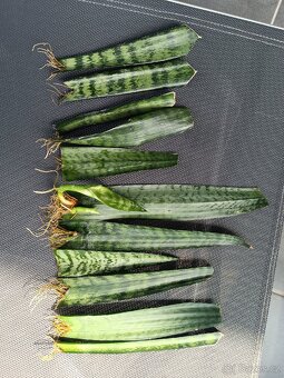 Sansevieria - tchynin jazyk Zeylanica - 3