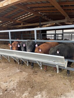 Prodám plemenné býky Aberdeen Angus Angus - 3