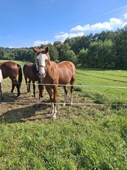 Kobylka 2024 po GO-ON, matka po ARISTO Z - 3