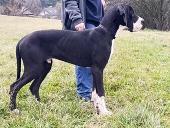 Německá doga s pp - 3