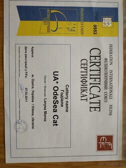 mainská mývalí kočka - 3