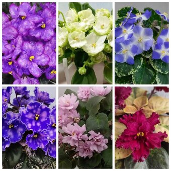 Africké fialky - 3