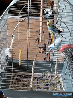 Prodám papoušky včetně klece - 3