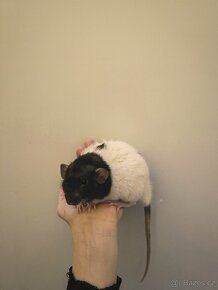 Vymazlená mláďátka potkanů - 3