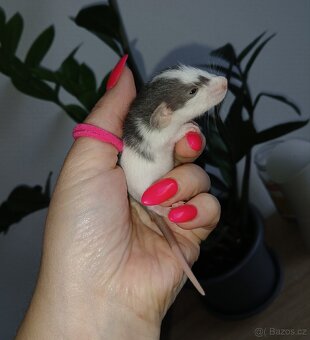 Potkan dumbo a klasik - 3