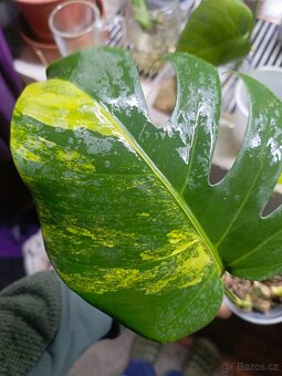 Monstera aurea - 3
