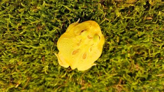 Rohatka CERATOPHRYS CRANWELLI - 3