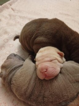 Shar-pei, Šarpej - štěňátka s PP - 3